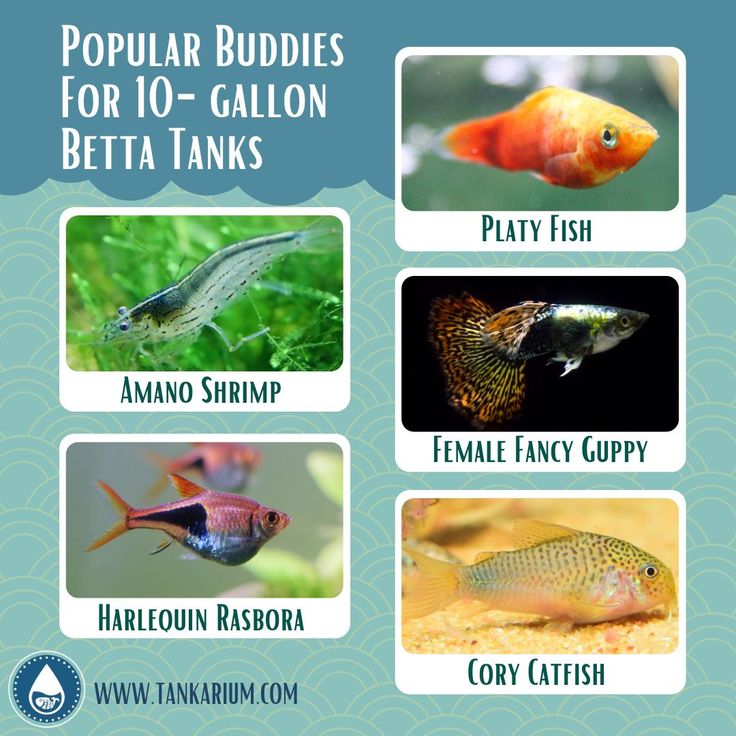 Betta Tank Mates