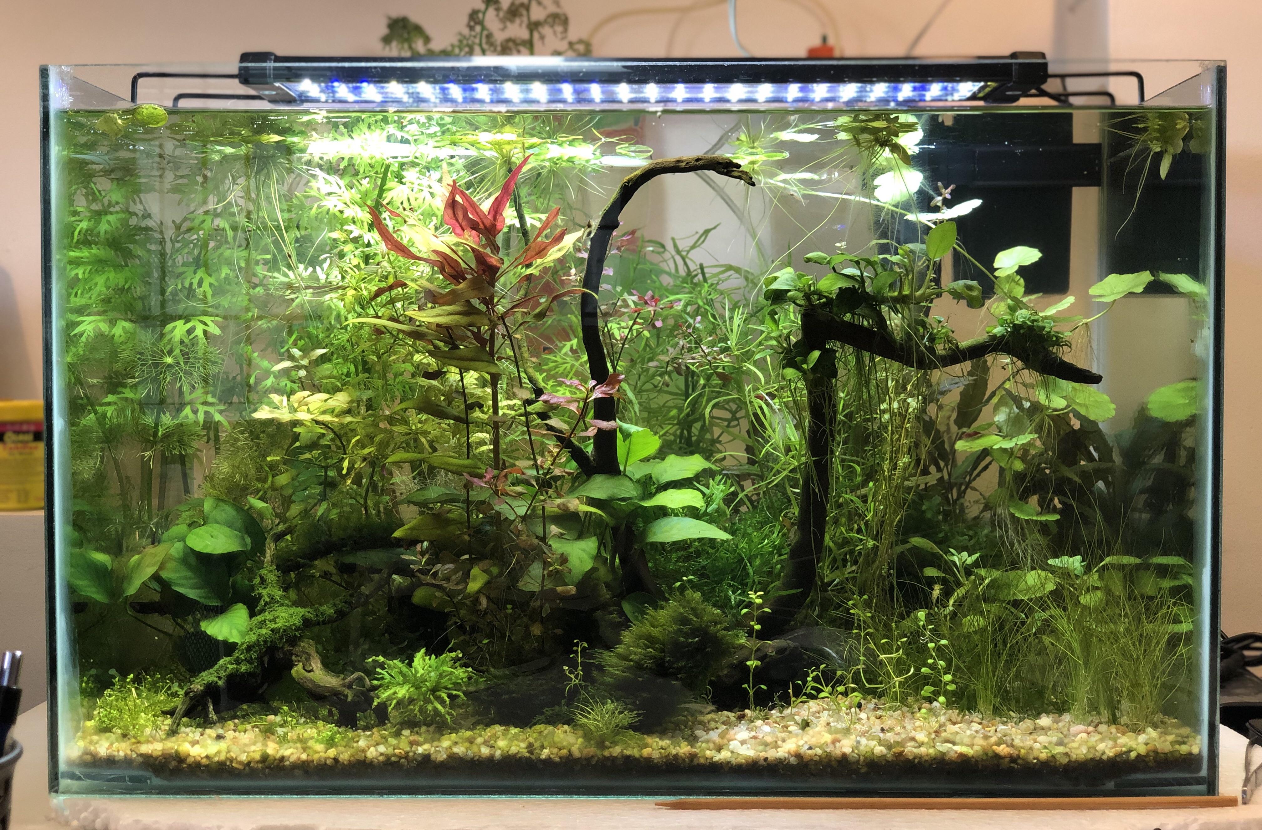 30 Gallon Tank Setup