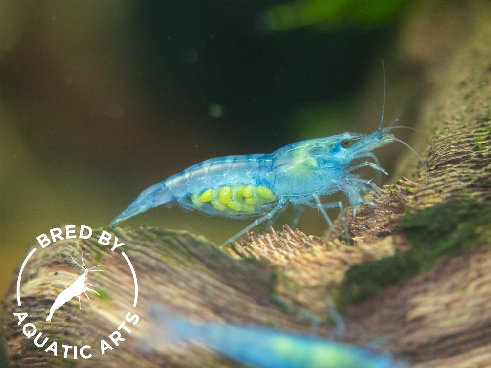 Blue Velvet Shrimp in Aquarium