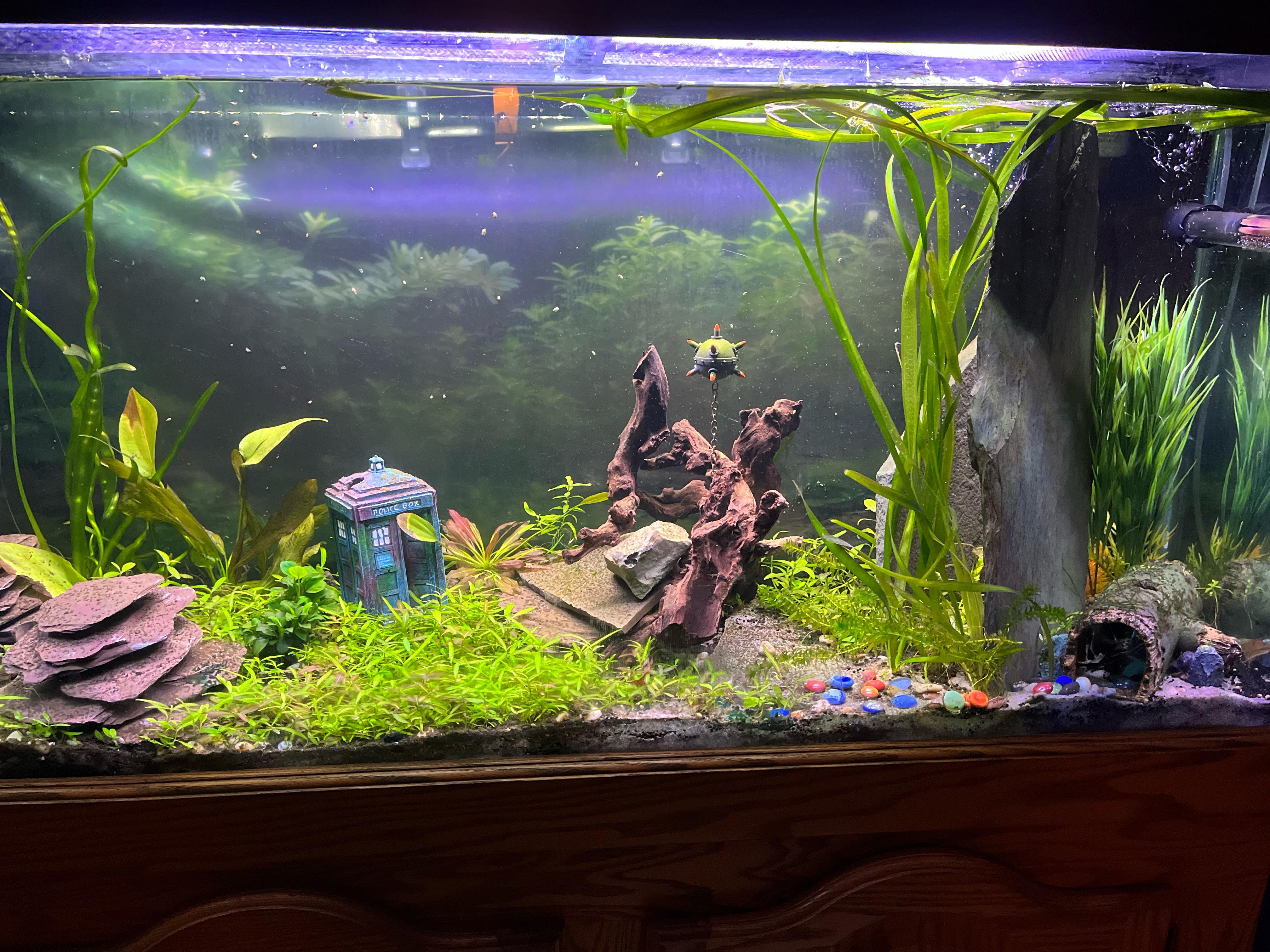 Stunning view of 55 gallon tank setup