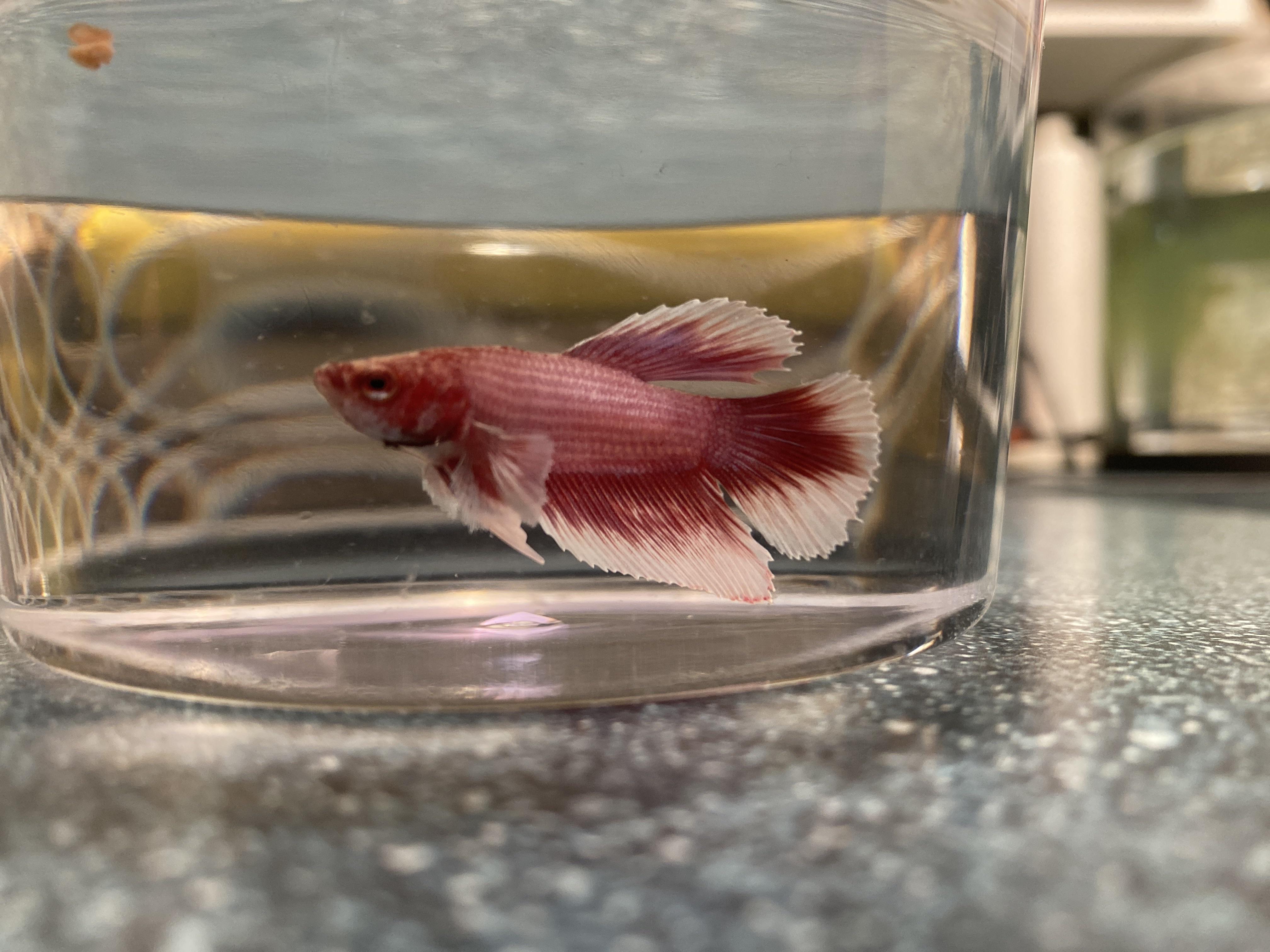 Betta Fish Swimming in Aquarium