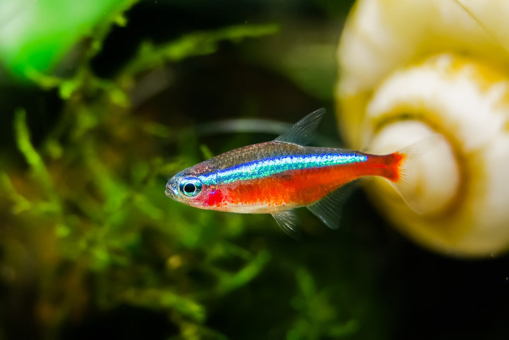 Colorful Freshwater Fish