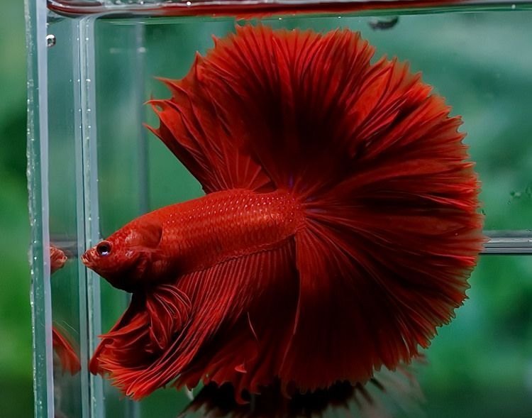 Betta Fish Swimming