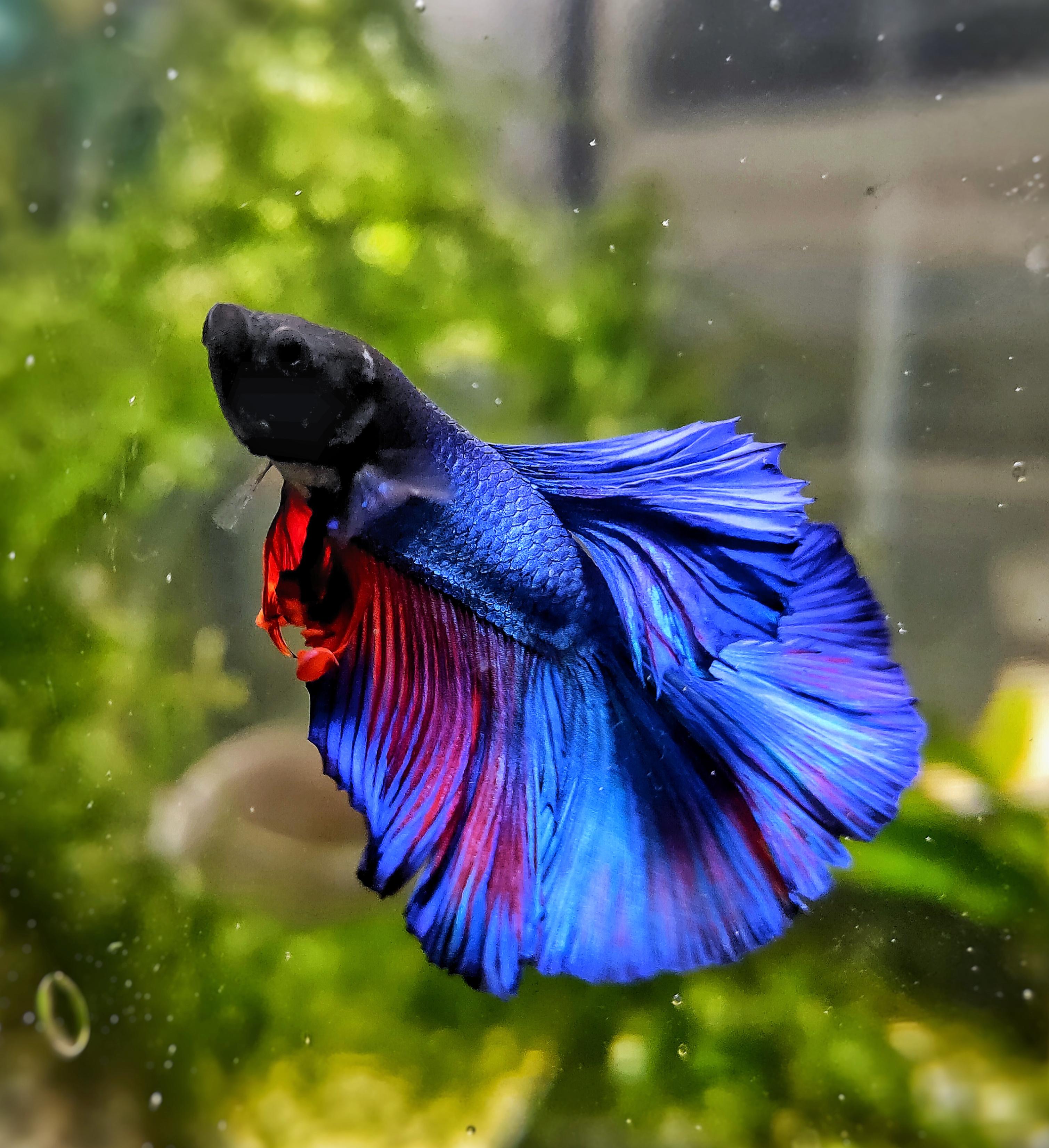 Colorful Betta Fish