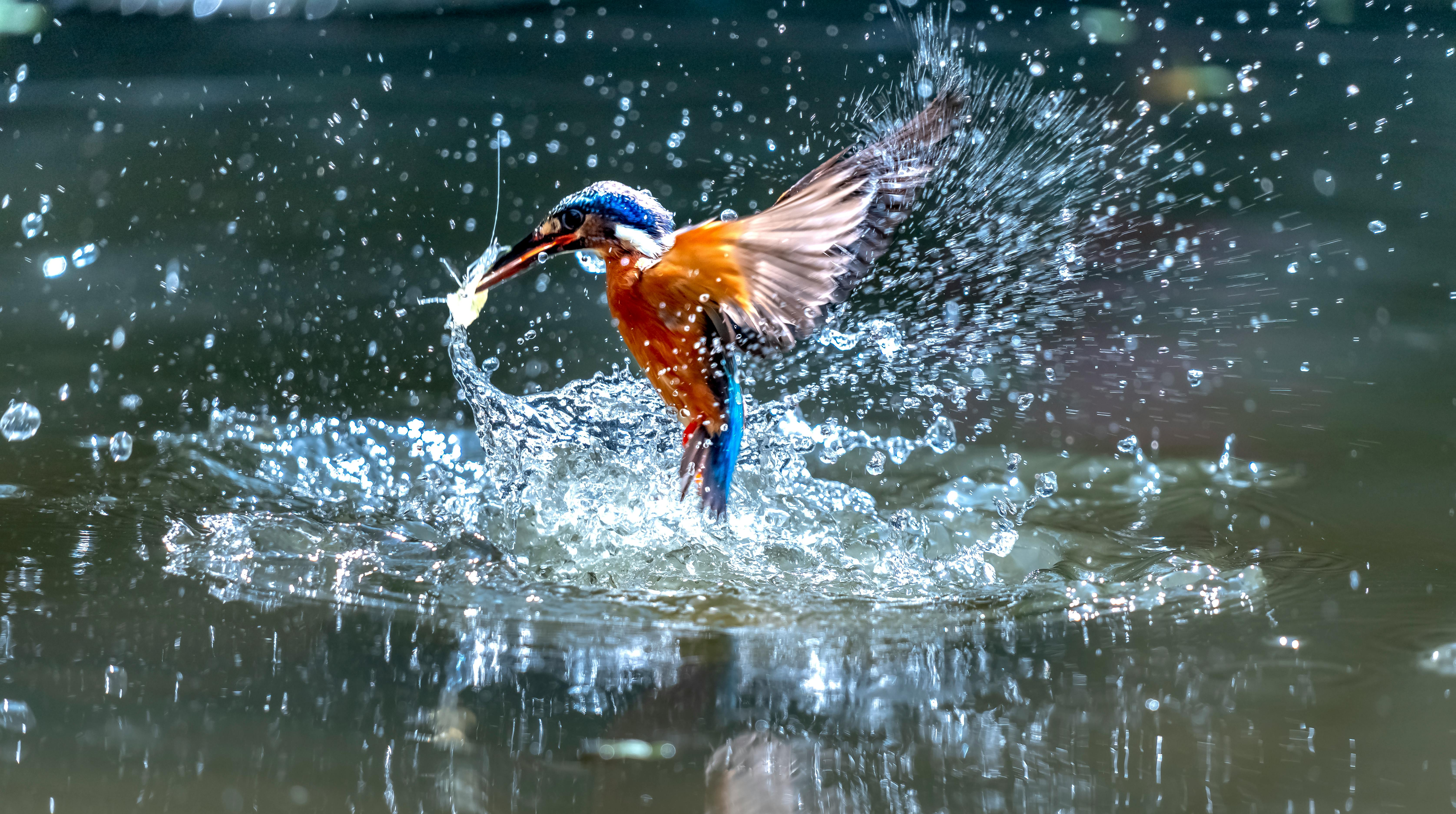 Elegant Fish Display