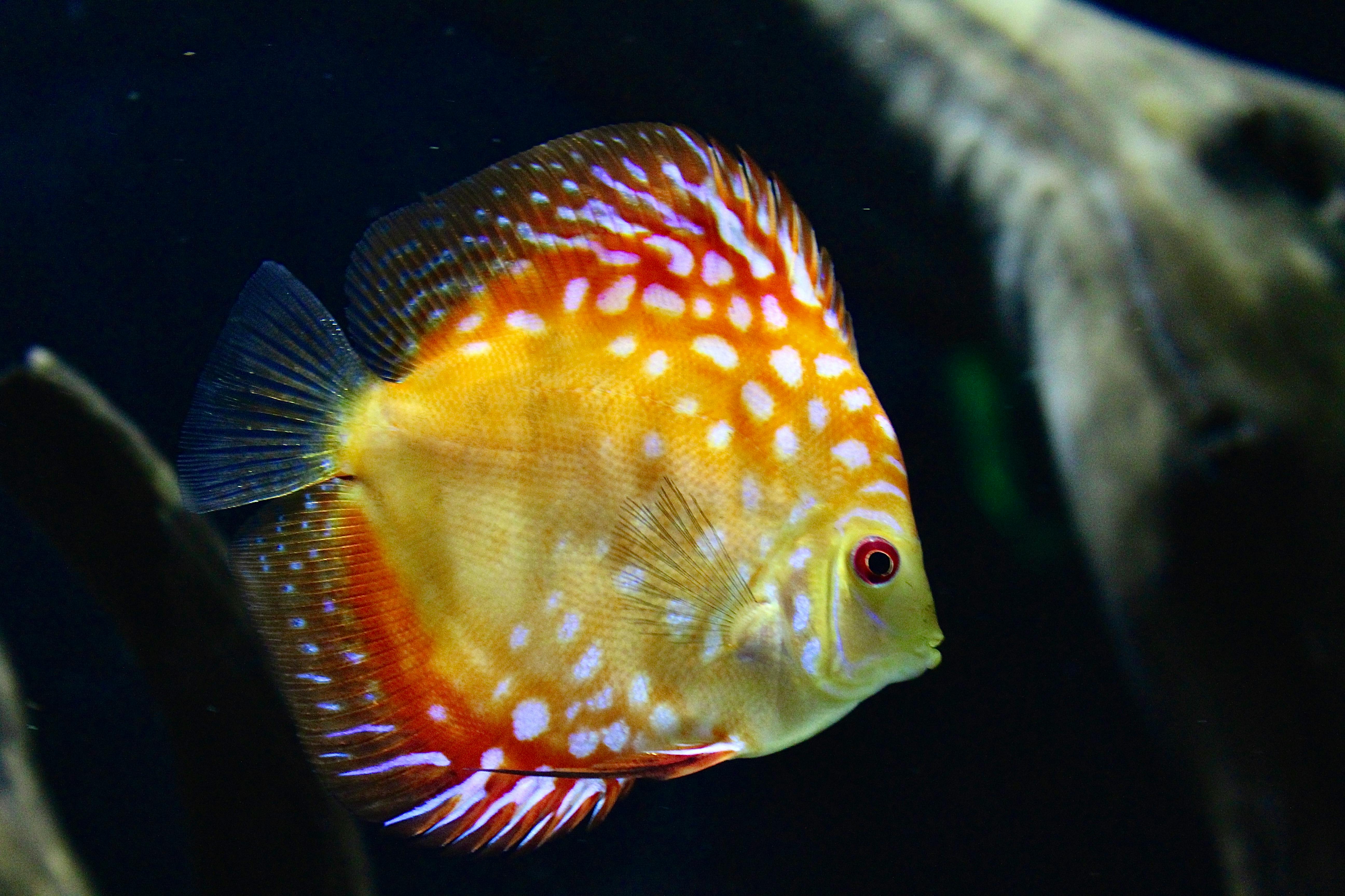 African Cichlid Tank