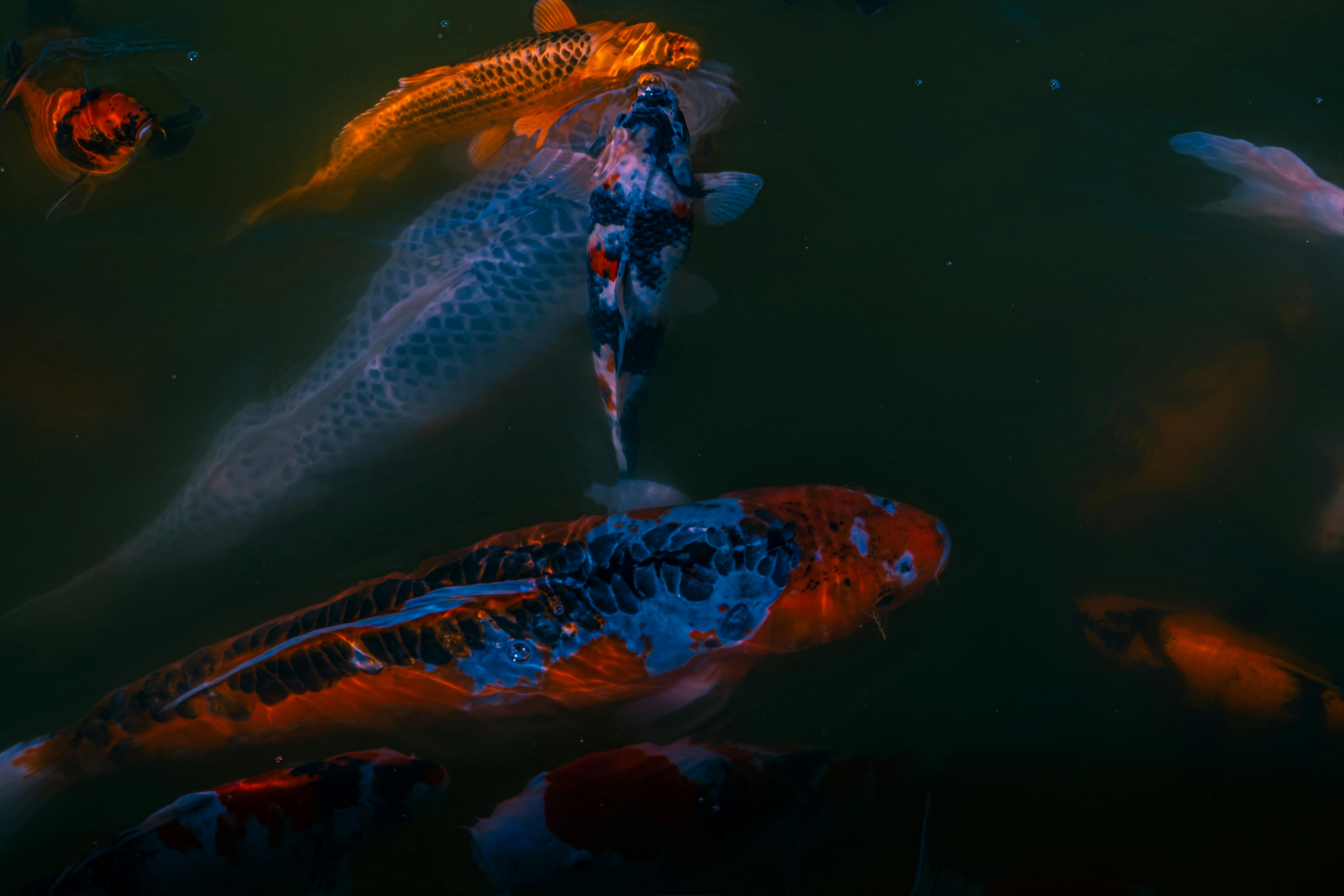 Koi Fish Habitat