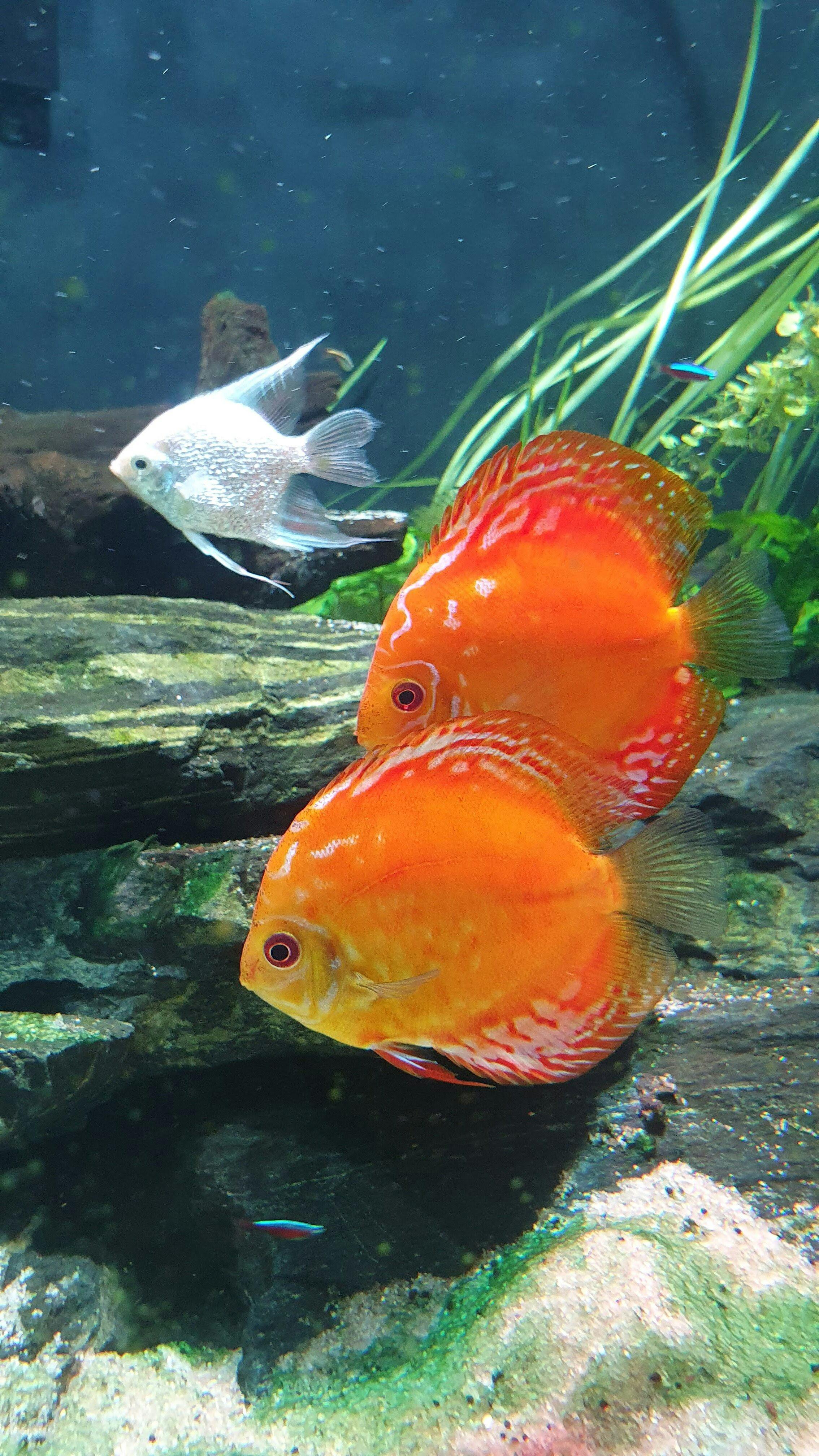 Plecos eating 