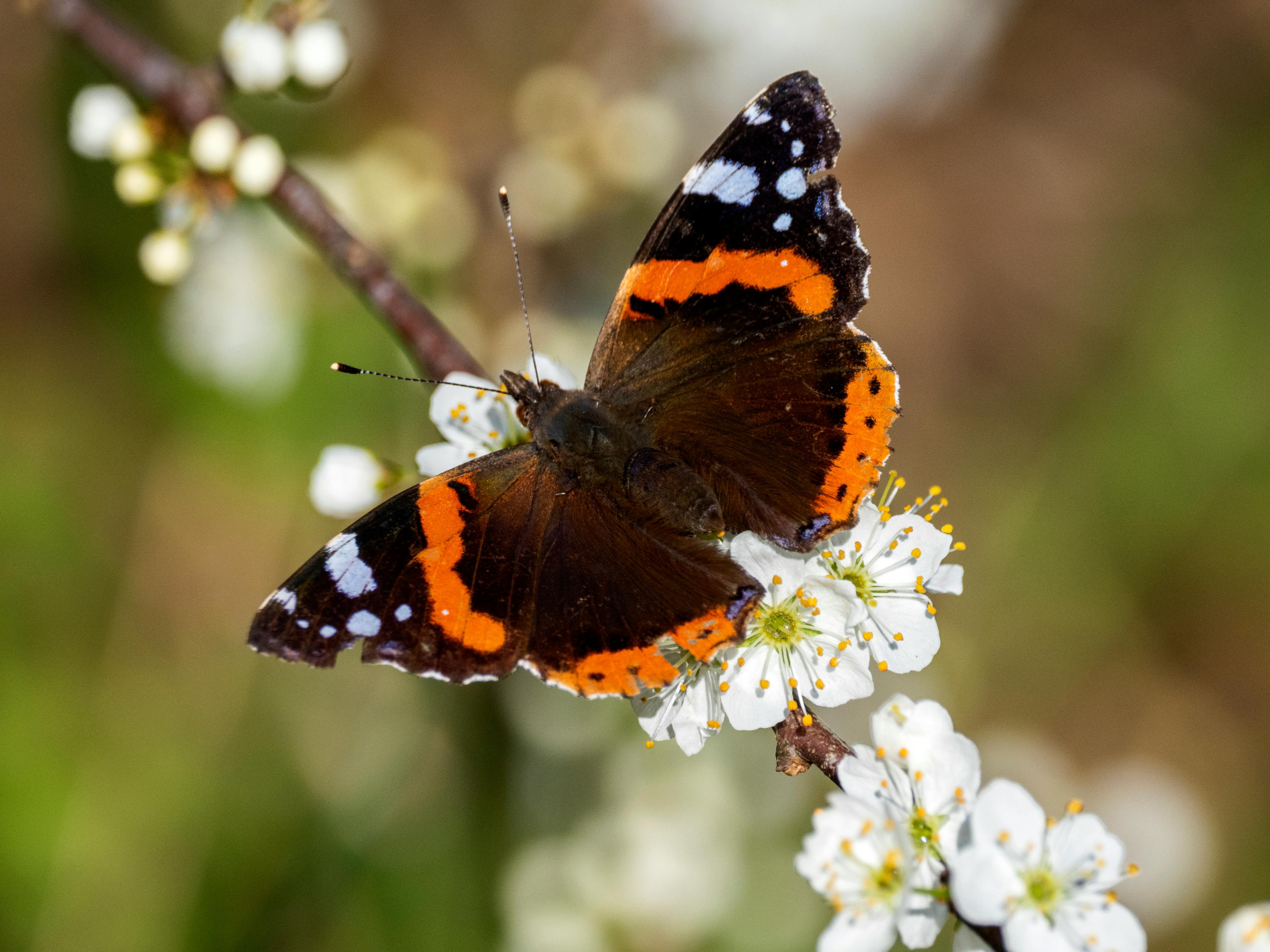 Butterfly House and Aquarium