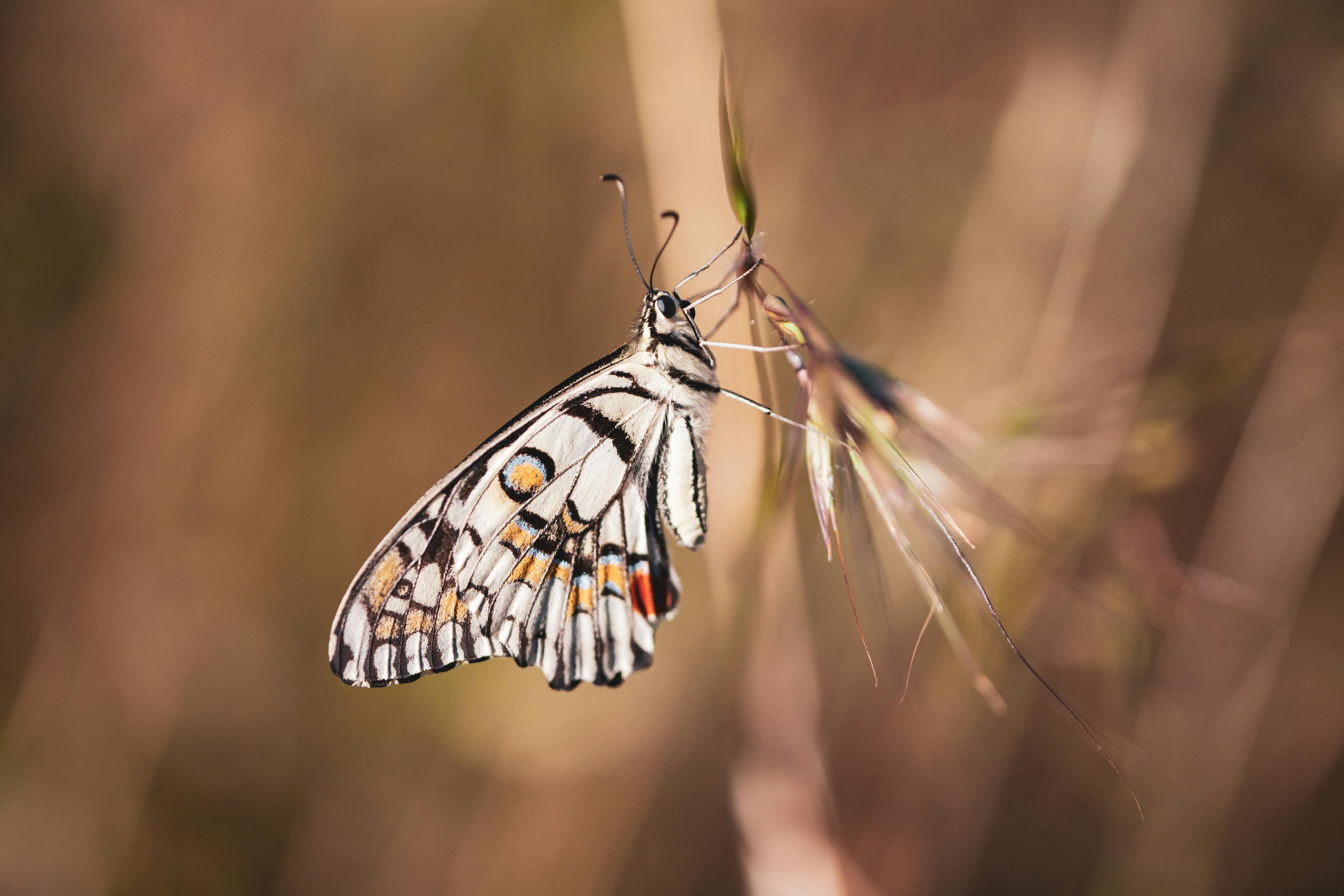 Aquatic Life and Butterfly Interaction