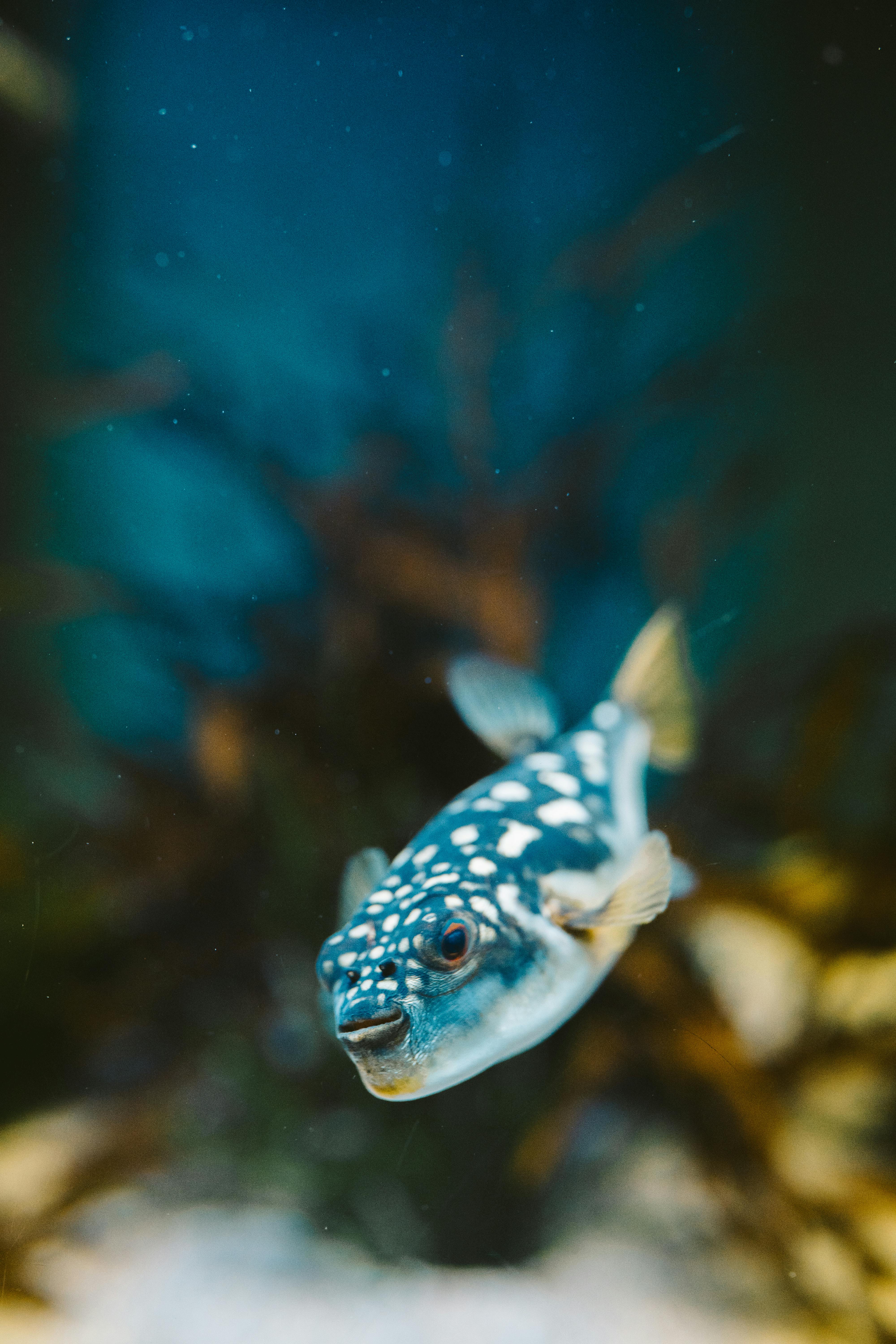 Healthy Puffer Fish for Sale